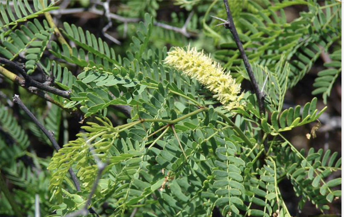 photo of prosopis juliflora